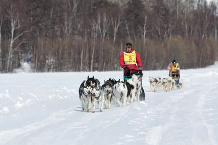 KAMCHATKA, RUSSIA - MARCH 9, 2013: Running dog sledge team Kamchatka musher Andrew Semashkin. Traditional Kamchatka extreme Dog Sledge Race Beringia. Russian Federation, Far East, Kamchatka Peninsula.のeditorial素材