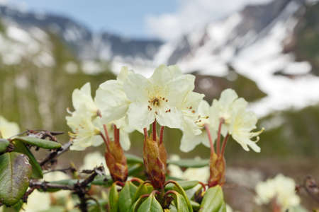 Wildlife Kamchatka Peninsula: beautiful flowering Rhododendron Aureum on a background of mountains in sunny weather. Kamchatka, Russia, Far East, Eurasia.の写真素材