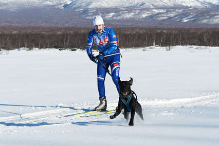 PETROPAVLOVSK-KAMCHATSKY, KAMCHATKA PENINSULA, RUSSIA - DEC 10, 2016: Sportsman skier-racer Klimov Ivan and sled dog metis Butch. Skijoring (skijor races) - competition for Cup of Kamchatka Region.のeditorial素材