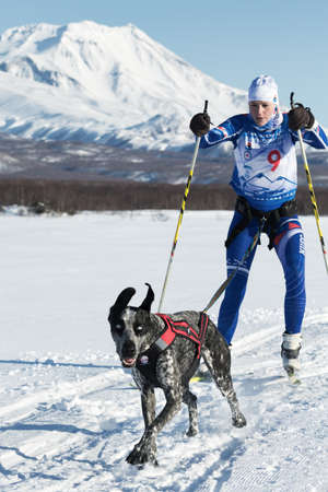 PETROPAVLOVSK, KAMCHATKA, RUSSIA - DEC 10, 2016: Skijor races - competition for Cup of Kamchatka Region on background of Avacha Volcano. Sportswoman skier-racer Saratseva Svetlana and sled dog Roxy.のeditorial素材