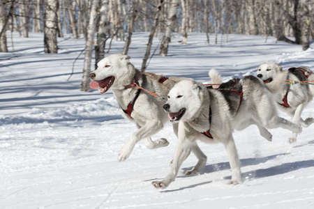 PETROPAVLOVSK-KAMCHATSKY, KAMCHATKA PENINSULA, RUSSIA - FEBRUARY 23, 2017: Kamchatka Kids Competitions Sled Dog Race Dyulin (Beringia). Runs dog sled young Kamchatka musher Elizabeth Popova.のeditorial素材