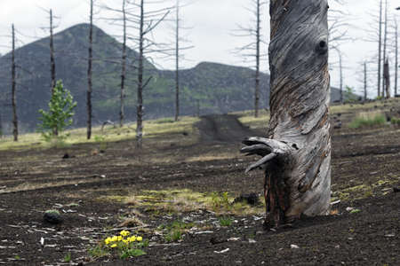 Kamchatka volcano landscape: burnt tree (larch) on volcanic slag and ash in Dead Forest (Dead Wood) - consequence of natural disaster - catastrophic eruptions Tolbachik Volcano during on 1975-1976.の写真素材