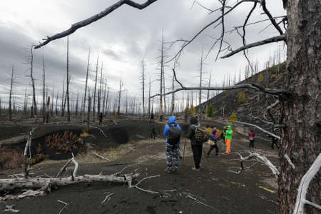 TOLBACHIK VOLCANO, KAMCHATKA PENINSULA, RUSSIAN FAR EAST - SEP 17, 2013: Large group of travelers walking in Dead Forest (Dead Wood) - consequence of natural disaster - catastrophic eruptions volcano.のeditorial素材
