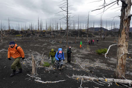 TOLBACHIK VOLCANO, KAMCHATKA PENINSULA, RUSSIA - SEPTEMBER 17, 2013: Large group of tourists walks in Dead Forest (Dead Wood) - consequence of natural disaster - catastrophic eruptions volcano.のeditorial素材