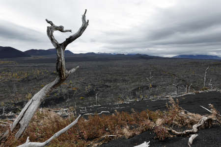 Kamchatka Peninsula volcano landscape: burnt trees (larch) on volcanic slag, ash in Dead Wood (Dead Forest) - consequence of natural disaster - catastrophic eruptions Plosky "Flat" Tolbachik Volcano.の写真素材