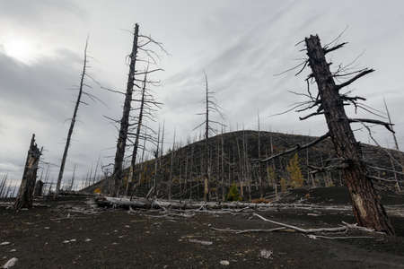 Kamchatka Peninsula volcanic landscape: burnt trees (larch) on volcanic slag, ash in Dead Wood (Dead Forest) - consequence of natural disaster - catastrophic eruptions Plosky "Flat" Tolbachik Volcano.の写真素材