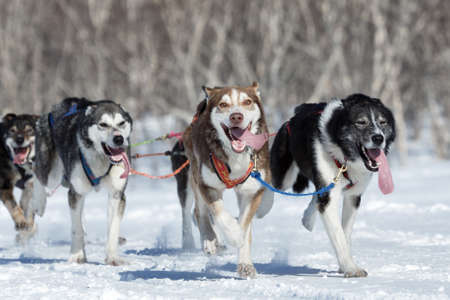 KAMCHATKA PENINSULA, RUSSIAN FAR EAST - FEBRUARY 25, 2017: Running Alaskan Sled Dog team during competitions - Kamchatka Sled Dog Race Beringia and Russian Cup of Sled Dog Racing (snow disciplines)のeditorial素材