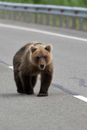 Wild hungry Kamchatka brown bear walking along highway and looks ahead. Eurasia, Russian Far East, Kamchatka Territory.の写真素材