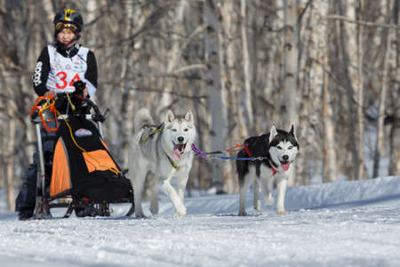 PETROPAVLOVSK KAMCHATSKY CITY, KAMCHATKA PENINSULA, RUSSIA - FEB 23, 2017: Kamchatka Kids Competitions Sled Dog Race Dyulin (Beringia). Running dog sled Siberian husky young musher Ivan Mironov.のeditorial素材