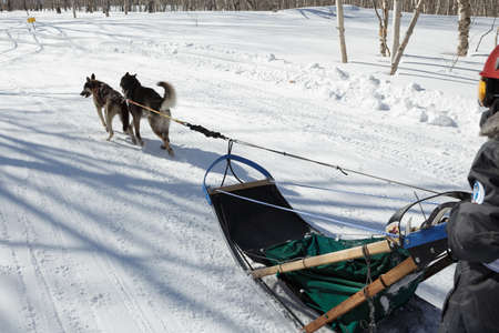 PETROPAVLOVSK KAMCHATSKY CITY, KAMCHATKA PENINSULA, RUSSIAN FAR EAST - FEB 23, 2017: Kamchatka Kids Competitions Sled Dog Race Dyulin (Beringia). Running dog sled young musher Nesterov Gleb.のeditorial素材