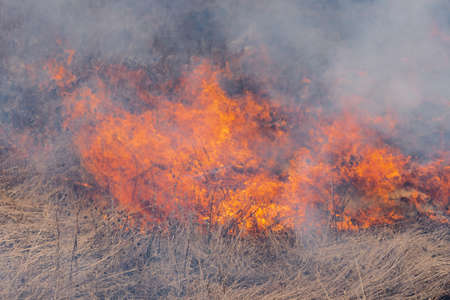Natural disaster in spring forest - burning dry grass in meadow. Soft focus, blur from strong...