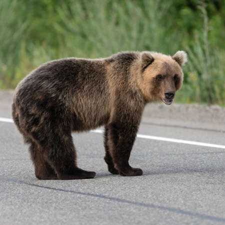 Wild young hungry and terrible Eastern brown bear (Kamchatka brown bear) standing on asphalt road, heavily breathing, sniffing and looking around. Eurasia, Russian Far East, Kamchatka Peninsula.の写真素材