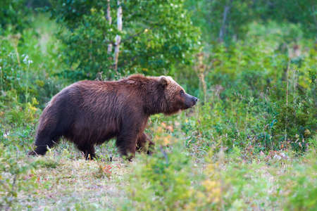 Kamchatka brown bear Ursus arctos piscator in natural habitat, walks in summer forest. Kamchatka Peninsula - best travel destinations for watching wild predators in wild life, active vacation.の写真素材