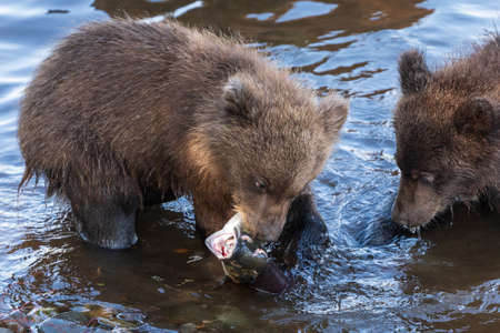 Brown bear cub fishing red salmon fish in river during spawning, eat fish standing in water. Wild animals children in natural habitat. Kamchatka Peninsula, Russian Far East, Eurasiaの写真素材