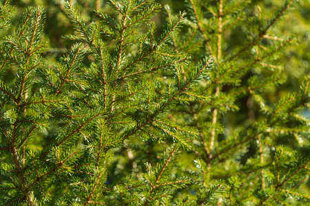 Natural evergreen branches with needles of Christmas tree in pine forest. Close-up view of holiday...