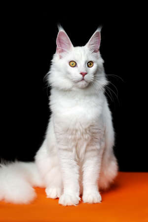 Beautiful cat breed Maine Coon Cat looking at camera. Front view portrait of American Longhair Cat. Animal sitting on orange and black background. Full length, studio shot.の写真素材