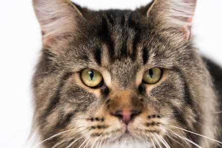 Extreme close-up portrait of mackerel tabby Maine Coon Cat looking at camera. Lovely longhair Maine...