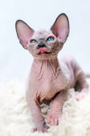 Portrait of Canadian Sphynx kitten with protruding tongue licks its lips. Front view of expression...