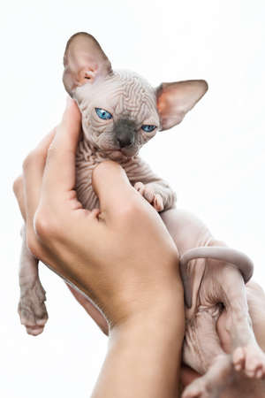 Female hands holding hairless kitten of Canadian Sphynx Cat breed on white background.の写真素材