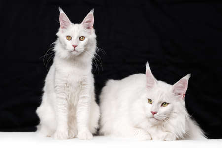 Two Maine Coon Cats on black and white background. Domestic female cat is sitting and looking at camera, male cat - lying, looks to side.の写真素材