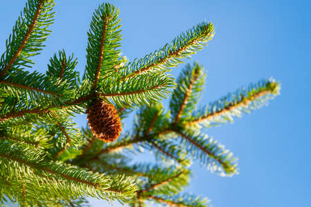 One natural pine cone growing prickly branches on sunny weather. Focus foreground