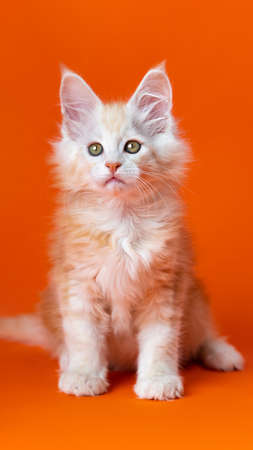 Portrait of pretty Maine Coon Cat of color red silver classic tabby sitting on orange background. Thoroughbred male altered kitten two months old with attentive look. Concept of International Cat Day.の写真素材