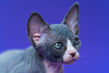 Portrait of blue and white color young Canadian Sphynx Cat on blue background. Kitten of seven weeks old listens attentively to what is said to him. Close-up, headshot, side view. Studio shot.の写真素材