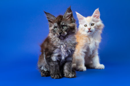 Twin kittens two months old of American Longhair Coon breed sitting on blue background and looking....
