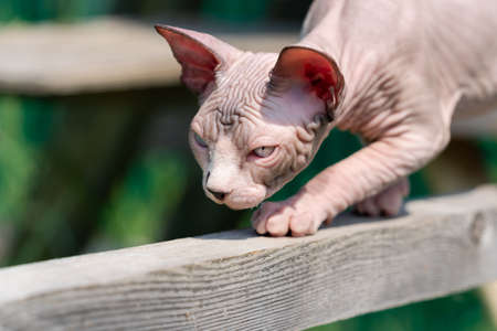 Canadian Sphynx Cat of chocolate mink and white color, 4 months old, carefully walking on narrow...