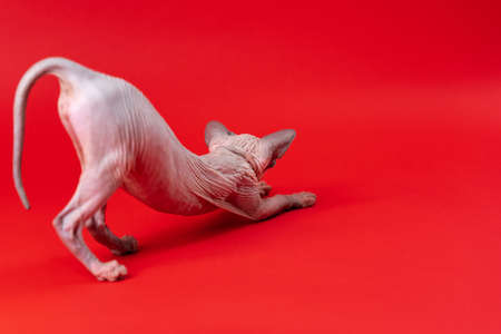 Canadian Sphynx Cat of blue mink and white color on red background. Funny hairless 4 month old female kitten stretches after sleeping. Advertising banner for pet shop.の写真素材