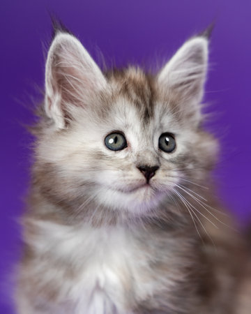 Portrait of Maine Cat of color black silver patched tabby on purple background. Lovely fluffy pedigreed kitten looking away. Closeup studio shot. Front view. Concept of National Cat Day.の写真素材
