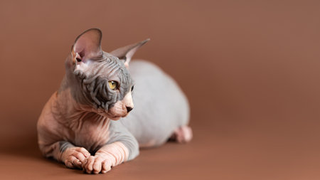Canadian Sphynx kitty of blue and white color lies calmly on brown background and looks sadly away. Age of male cat is 4 months. Front view, shallow depth of field, focus on foreground. Studio shot.の写真素材