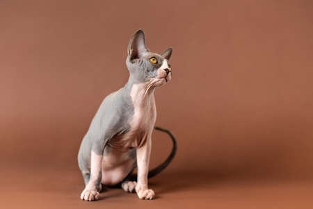 Peaceable male kitty of blue and white color of Canadian Sphynx breed sitting on brown background and looking up carefully. Lovely male kitten is four months old. Studio shot. Copy space.の写真素材