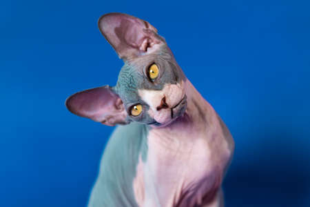 Portrait of posing Canadian Sphynx cat, tilted his head to one side and looking at camera. Kitten of blue and white color is four months old. Close-up, focus on foreground. Front view, studio shot.の写真素材