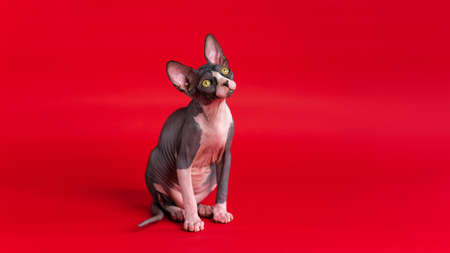 Lovely kitten of Canadian Sphynx breed with wrinkled skin of black and white color, yellow eyes and disproportionately large ears sitting on red background, looking up. Age of female cat is 4 months.の写真素材