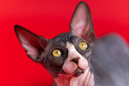 Close-up of purebred Sphinx kitten on bright red background. Young black and white female kitten...