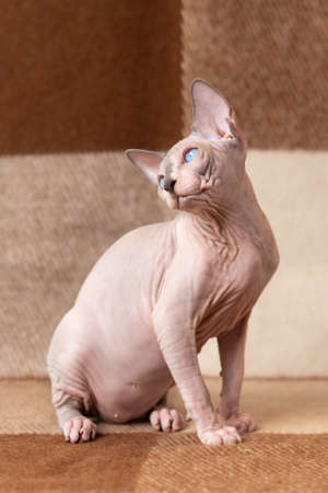 Luxury Canadian Sphinx male kitten sits at cashmere plaid brown and beige blanket and poses, showing chest and tummy, throwing head back and looking away. Side view. Home shot. Purebred cats concept.の写真素材