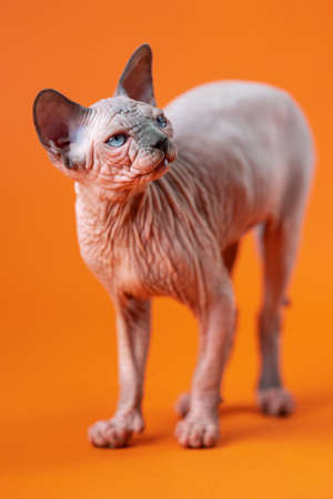 Portrait of Canadian Sphynx Cat of blue mink and white color with an attentive look on orange...