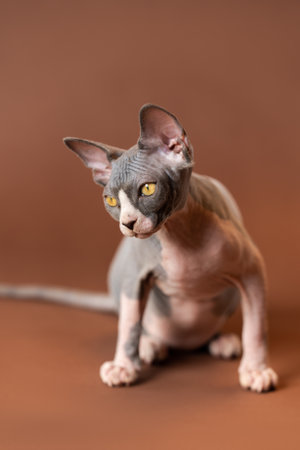 Cute Sphynx male kitten sitting with serious look and looking down. Kitten of blue and white color is four months old. Brown background. Front view, shallow depth of field. Studio shot.の写真素材