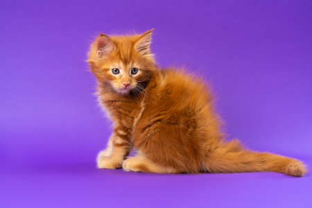Portrait of cute longhair pussycat of Coon Cat sitting with tail spread on violet background, turning its head back and looking down. Side view. Studio shot. Concept of National Cat Day.の写真素材