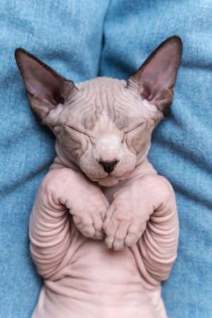 Canadian Sphynx Cat blue mink and white color with closed eyes, sleeping lying down on his back on blue jeans. Close-up from above. Selective focus on muzzle of kitten, shallow depth of field.の写真素材