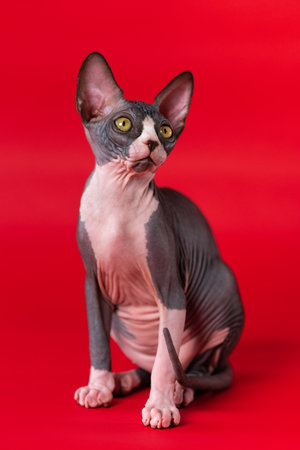 Adorable Sphynx female cat of black and white color sitting on scarlet background and looking up with surprised yellow eyes. Sphynx kitten is communicative animal. Concept of friends of large family.の写真素材