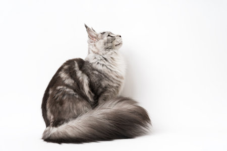 Side view of Maine Coon Cat sitting and looking up. Part of series photos of thoroughbred kitty black silver classic tabby and white color. Studio shot kitten with big fluffy tail on white backgroundの写真素材