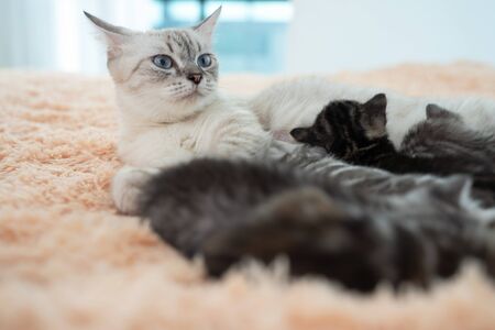 The cat family slept happily on the bed.の写真素材