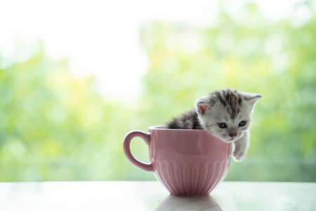 15-day-old kitten in a pink coffee cup. concept wallpapers, screensavers, backgroundの写真素材