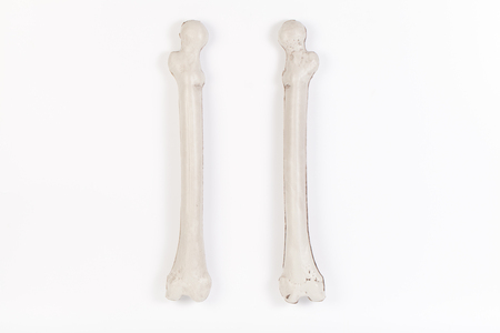 bone isolated on white background