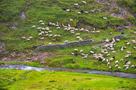 Pasture on the hill at Dong Chuan, countryside of Kunming, yunnan province China. (With blur foreground)の写真素材