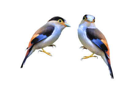A couple of Silver-breasted broadbill bird, Isolated on white background with clipping path.の写真素材