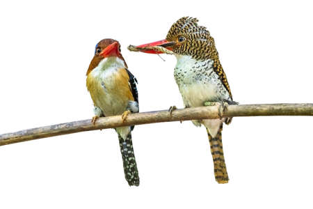 A couple of Banded Kingfisher bird, Isolated on white background with clipping path.の写真素材