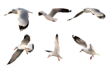 Collection of flying sea gulls, Isolated on white background.の写真素材